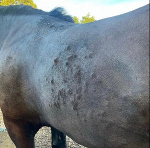 Tackling Horse Hives: Understanding and Managing Equine Skin Reactions