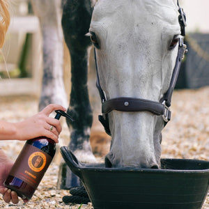 Can You Prevent Arthritis in Horses? Proven Strategies for Joint Health & Longevity