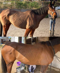 Muscle Support Supplements for Horses: Pre- vs Post-Exercise Timing for Maximum Results