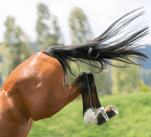 Debunking Myths About Horse Calmers: What You Should Know