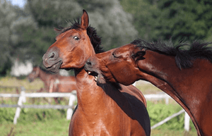 Understanding Horse Aggression: Causes, Management, and Calming Solutions