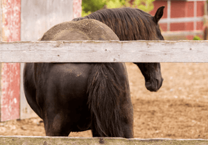 Managing Summer Itch: Horse Shampoo Solutions