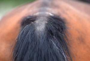 The Itchy Tail Chronicles: How to Keep Your Horse's Tail Happy and Healthy