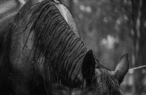 Rainrot Ruckus: Tackling Horse Skin Woes with a Smile