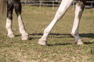 Cellulitis and Horses: A Battle Worth Winning