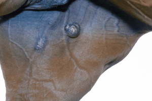 Sarcoids on Horses: The Bumpy Road to Wellness