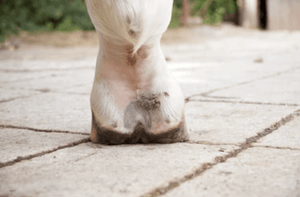 Tackling Mud Fever on Horses: Your Ultimate Guide to Equine Skin Health