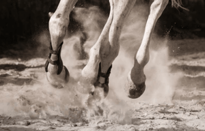 The Complete Guide to Pre- and Post-Workout Muscle Care for Performance Horses