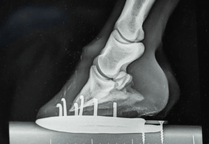 Navigating Navicular: A Comprehensive Guide to Navicular Disease in Horses