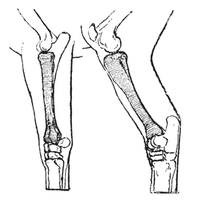 Types of Equine Arthritis in Horses: Symptoms, Treatments & Prevention