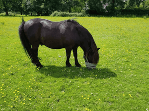 The Truth About Grass Glands in Horses: What Every Horse Owner Needs to Know for Healthier, Happier Grazing