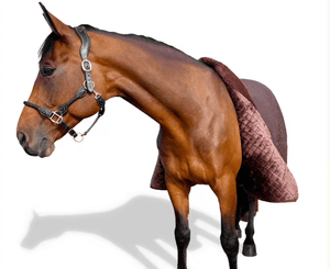 How to Stop Rug Rubs and Bald Patches on your Horse