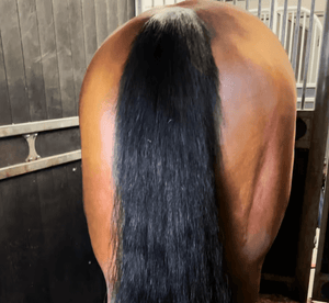 Bog Brush Tails: Stopping your Horses Tail Itch