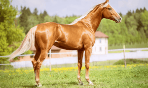 Unbridled Brilliance: How to Get the Ultimate Shiny Coat on Your Horse