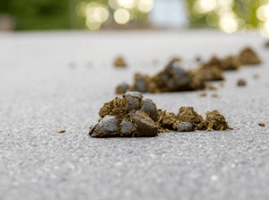 Tackling the Trots: A Whimsical Guide to Managing Horse Diarrhea