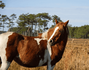 The Inside Scoop on Internal Parasites in Horses
