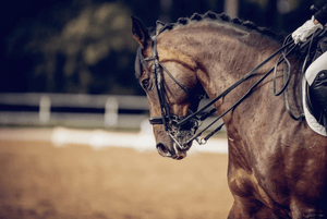 Unbridling Stress: The Secret to Happy, Healthy Performance Horses