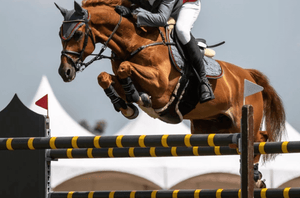 Unleashing Equine Excellence: Boosting Blood Quality to Enhance Horse Performance