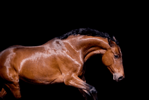 Horse Topline Supplements: How to Build Real Muscle & Strength
