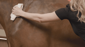Transform Your Equine Friend: Mastering the Art of Hot Clothing for Horses!