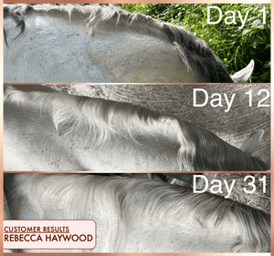 The Ultimate Guide to Horse Mane Growth: Secrets to a Healthy and Luxurious Mane