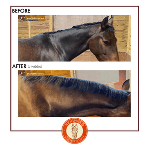 Best Products for Horse Mane Growth