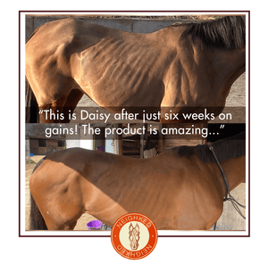 Muscle Fatigue in Horses: Causes, Signs & Equine Muscle Support Solutions