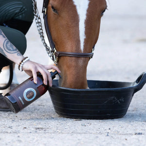 Feeding horse with Hercules Muscle building supplement