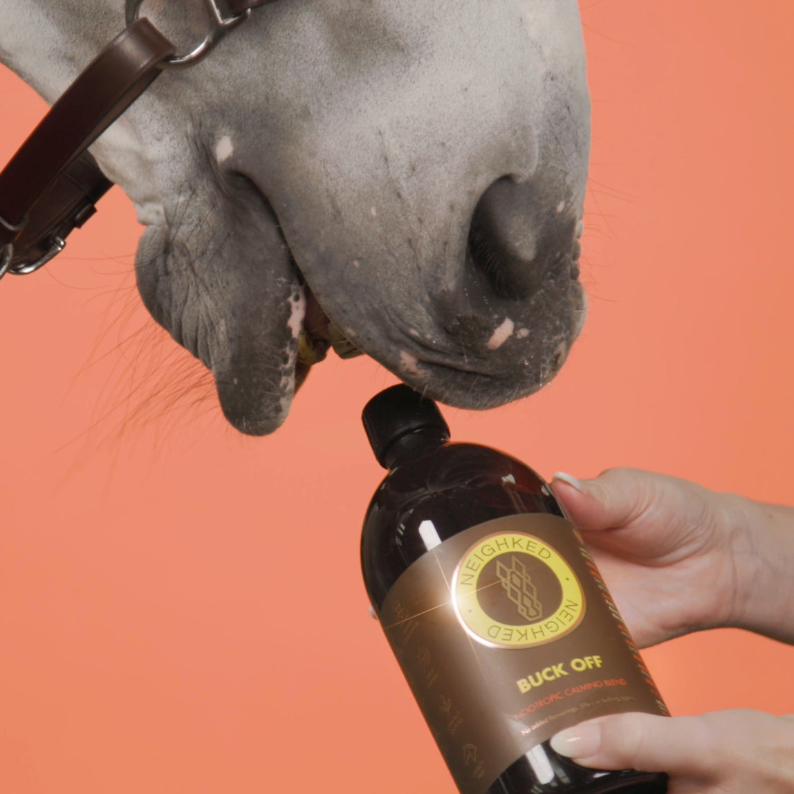 BUCK-OFF – EQUINE NOOTROPIC CALMING BLEND