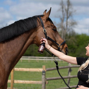 Spraying horse with Paparazzi Perfect shimmer spray