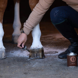 Glossy horse hooves after application of Pedi-Spa Hoof Treatment