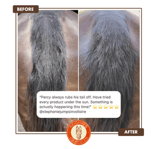 COLLAGEN & KELP EQUINE BODY FONDANT