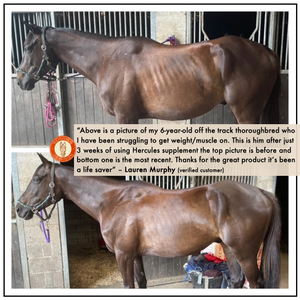 HERCULES –  EQUINE MUSCLE FUNCTION & CONSTRUCTION
