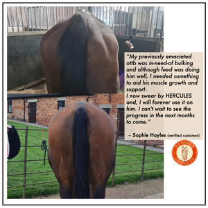 HERCULES –  EQUINE MUSCLE FUNCTION & CONSTRUCTION