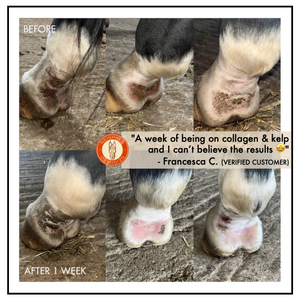 COLLAGEN & KELP EQUINE BODY FONDANT