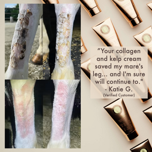 COLLAGEN & KELP EQUINE BODY FONDANT