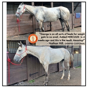 HERCULES –  EQUINE MUSCLE FUNCTION & CONSTRUCTION